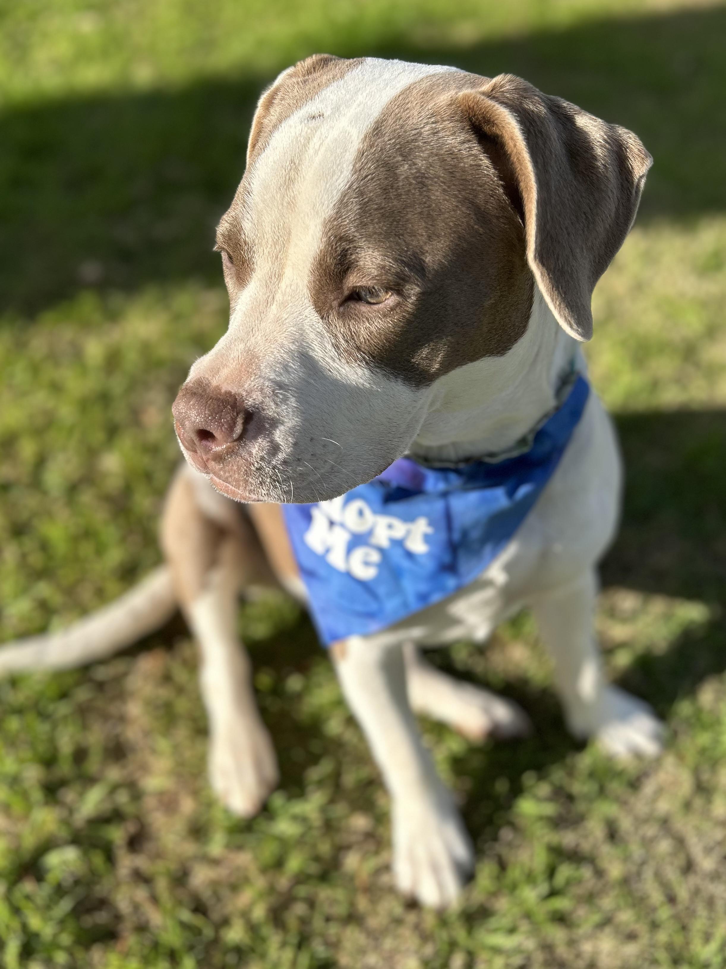 Enlarge Freya, a ADOPTABLE mixed breed in Gilbert, AZ image 1/4