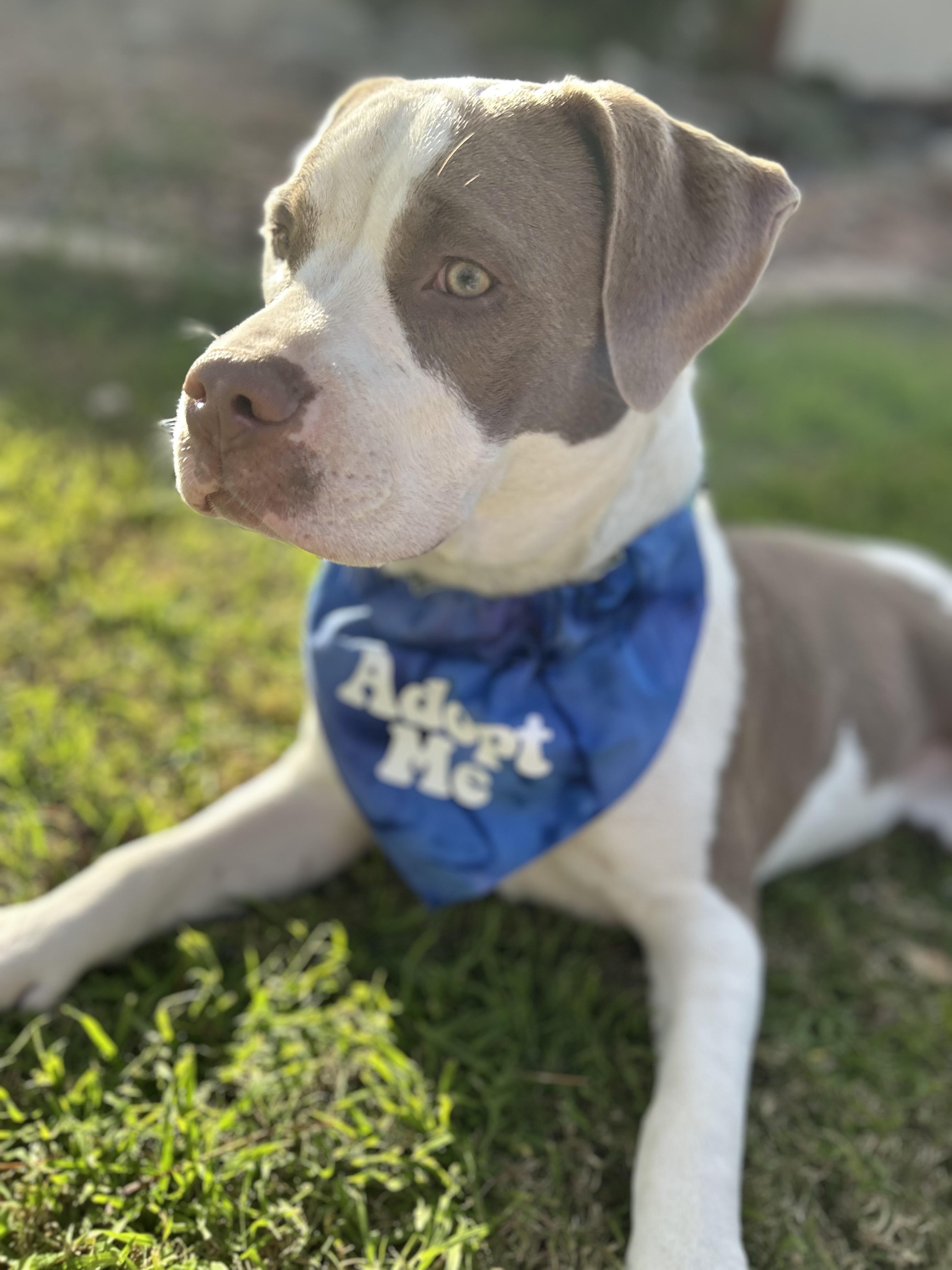 Enlarge Freya, a ADOPTABLE mixed breed in Gilbert, AZ image 4/4