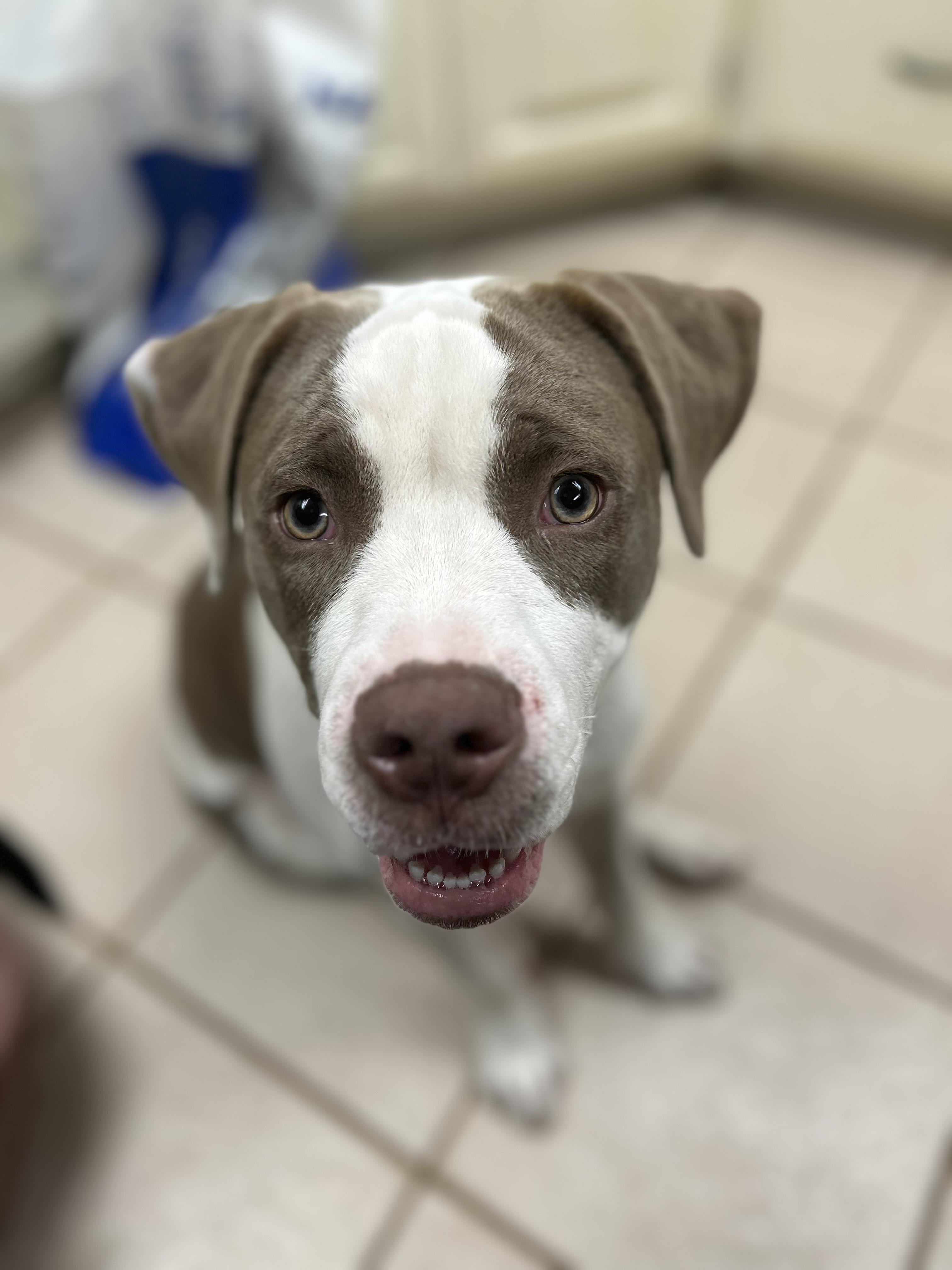 Enlarge Freya, a ADOPTABLE mixed breed in Gilbert, AZ image 2/4