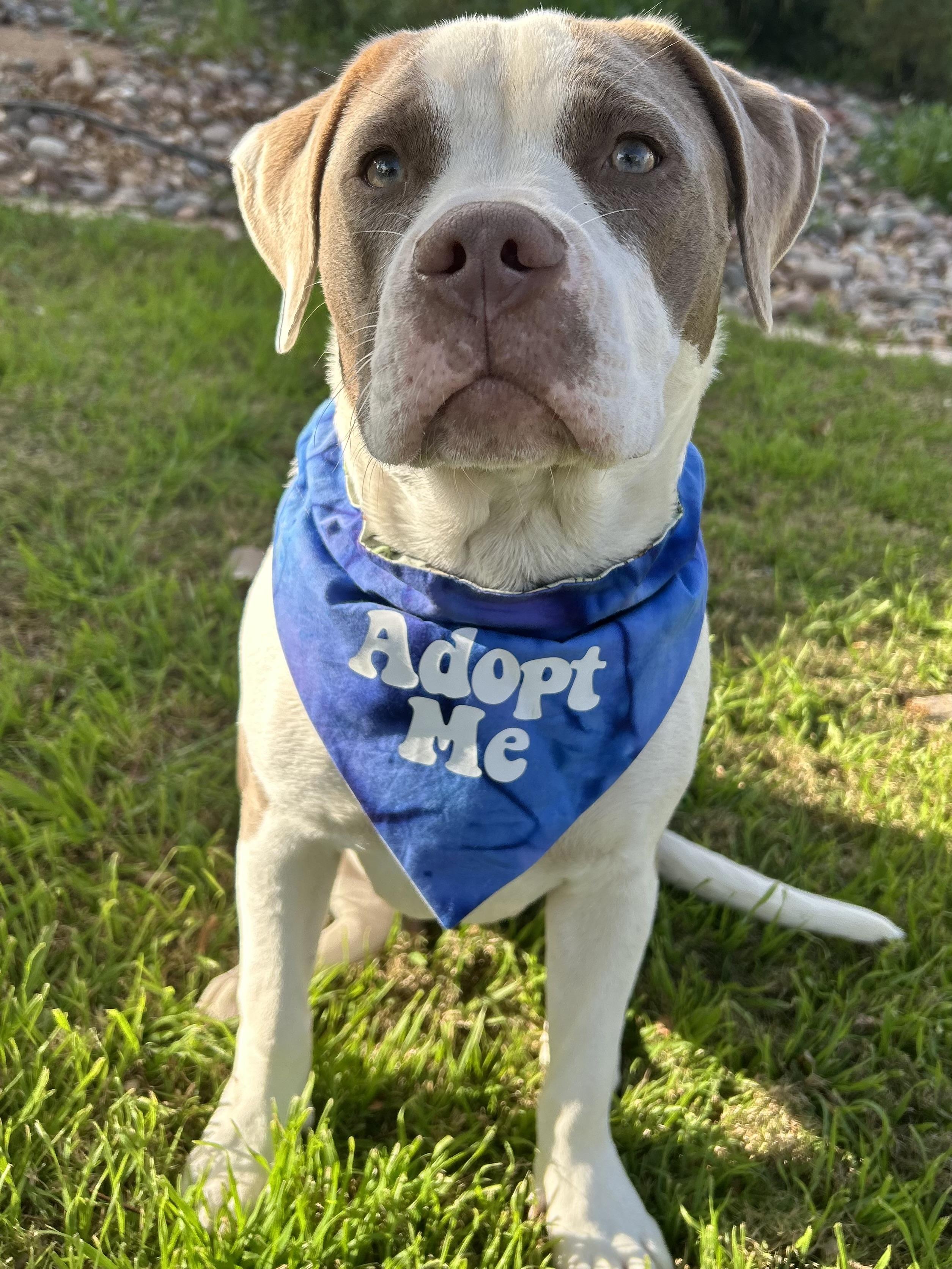 Enlarge Freya, a ADOPTABLE mixed breed in Gilbert, AZ image 3/4