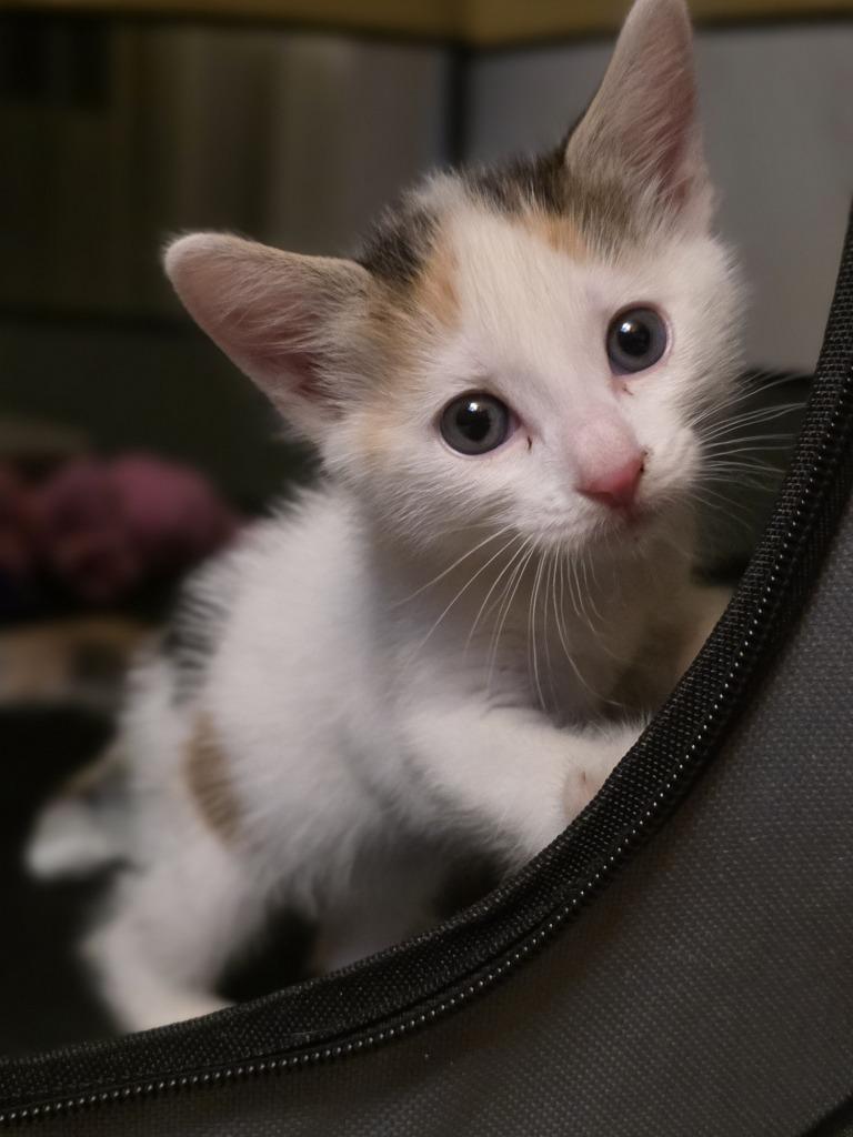 Maeve, Adoptable, Kitten Female Domestic Short Hair.
