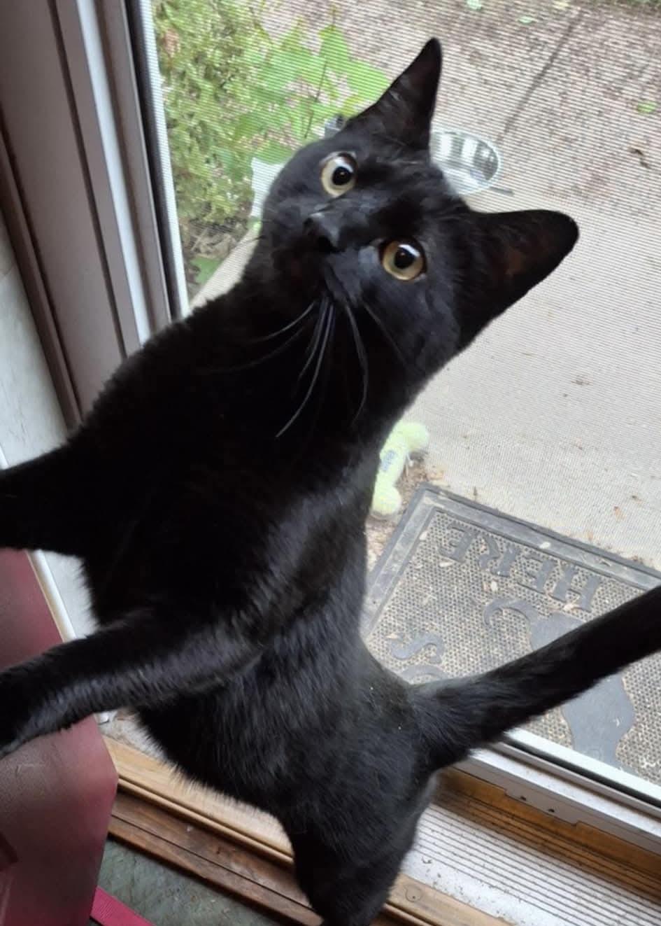 Enlarge Michelob and Molson, a Adoptable Domestic Short Hair in Manchester, CT image 5/6