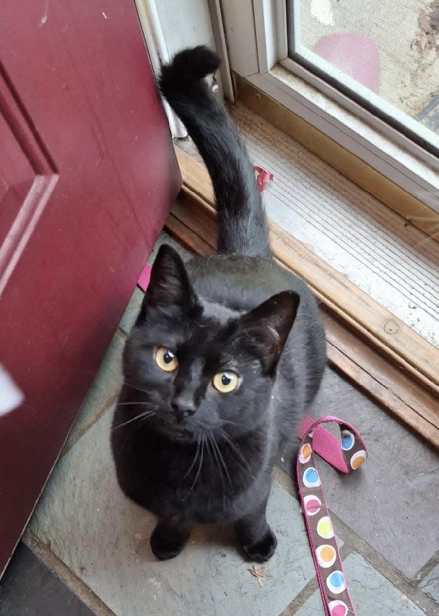 Enlarge Michelob and Molson, a Adoptable Domestic Short Hair in Manchester, CT image 2/6