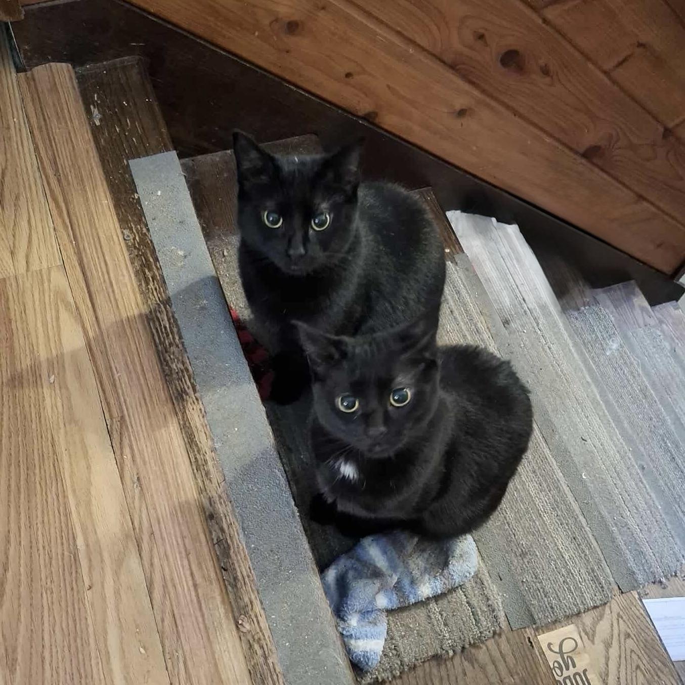 Michelob and Molson, Baby Female Domestic Short Hair