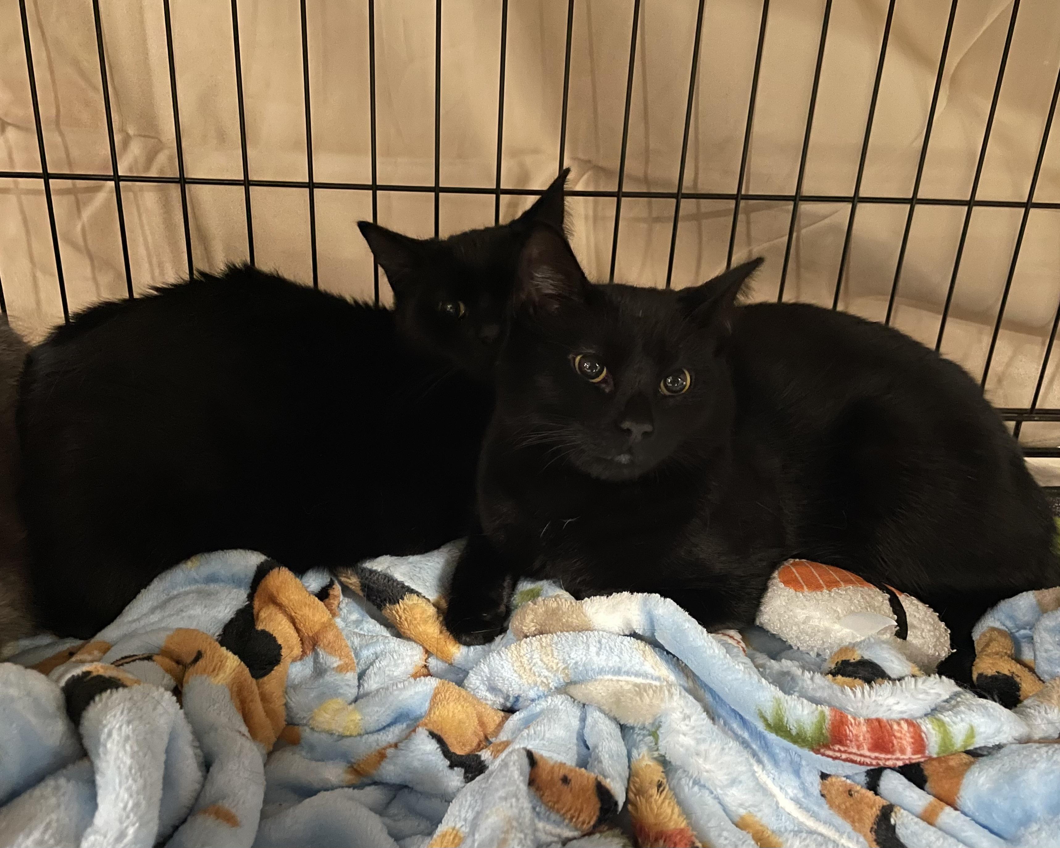 Enlarge Michelob and Molson, a Adoptable Domestic Short Hair in Manchester, CT image 3/6