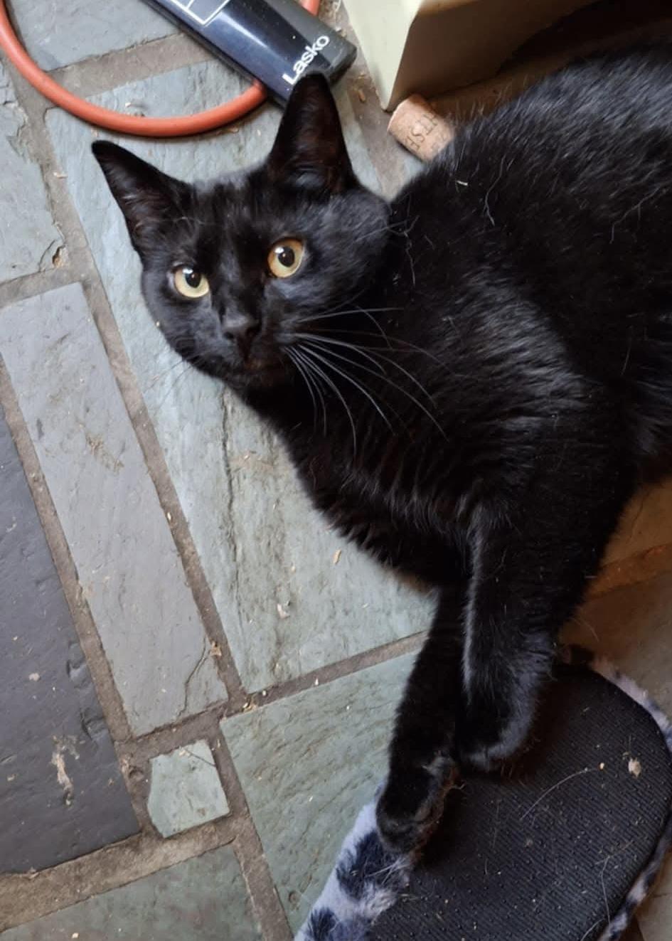 Enlarge Michelob and Molson, a Adoptable Domestic Short Hair in Manchester, CT image 6/6