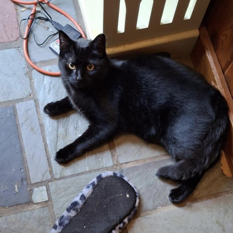 Enlarge Michelob and Molson, a Adoptable Domestic Short Hair in Manchester, CT image 4/6