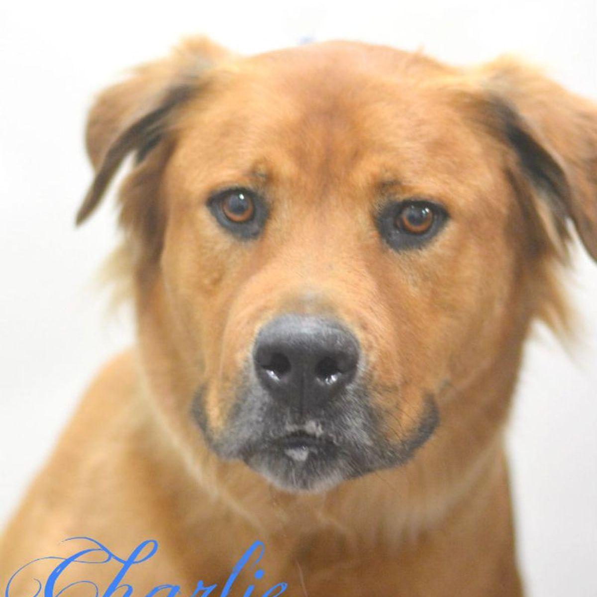 Charlie, Adoptable, Adult Male Golden Retriever & Chow Chow.