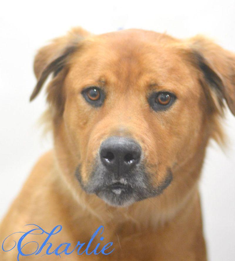 Enlarge Charlie, a Adoptable mixed breed in Lake Havasu City, AZ image 1/1