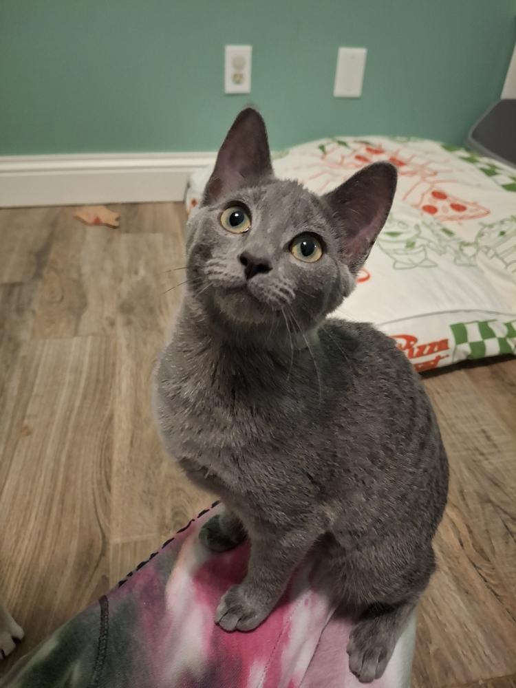 Minerva R., Adoptable, Kitten Female Domestic Short Hair.