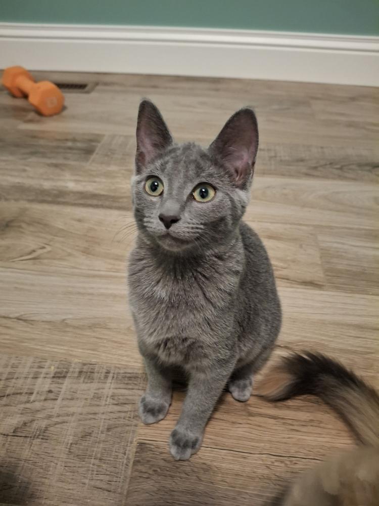 Minerva R., a Adoptable Domestic Short Hair in Peoria, IL image 2/5