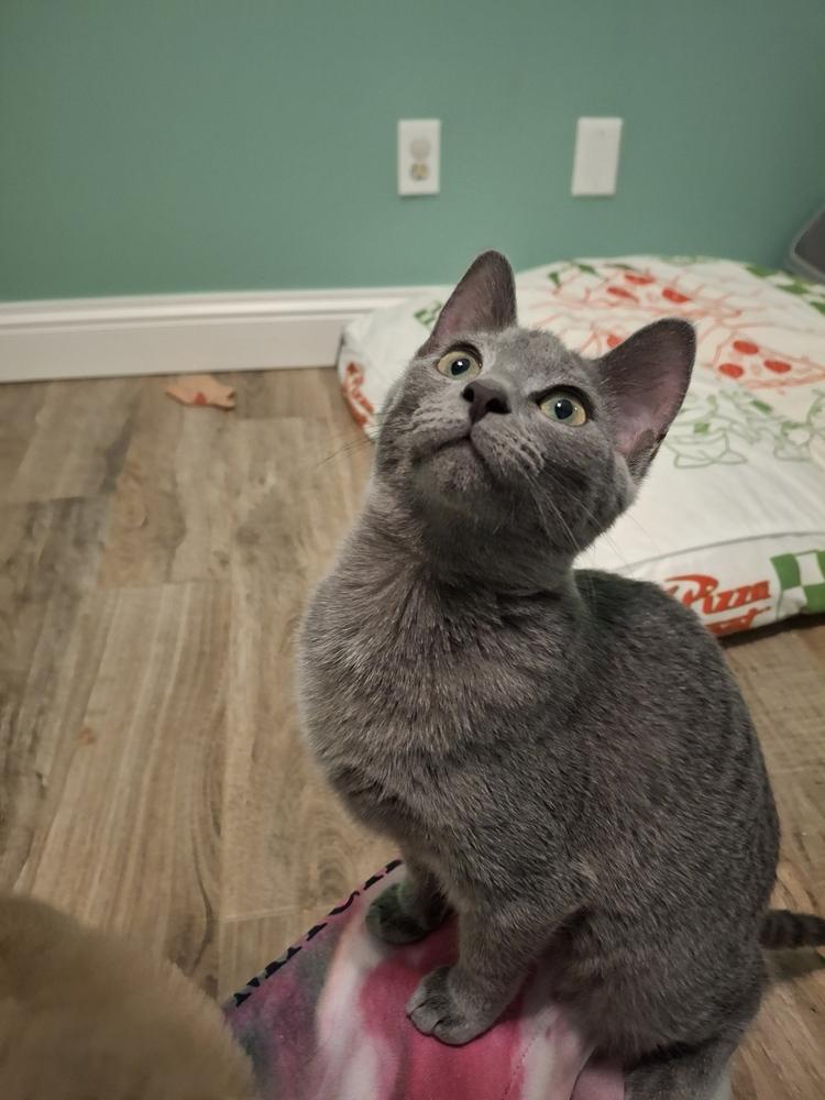 Minerva R., a Adoptable Domestic Short Hair in Peoria, IL image 3/5