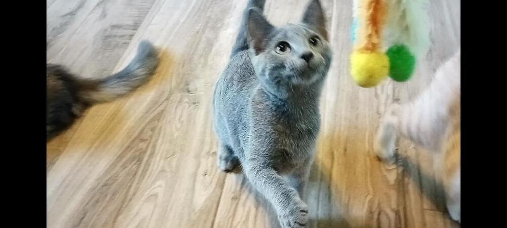 Minerva R., a Adoptable Domestic Short Hair in Peoria, IL image 4/5