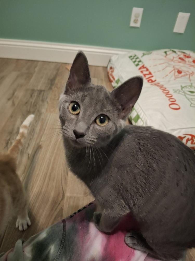 Minerva R., a Adoptable Domestic Short Hair in Peoria, IL image 5/5