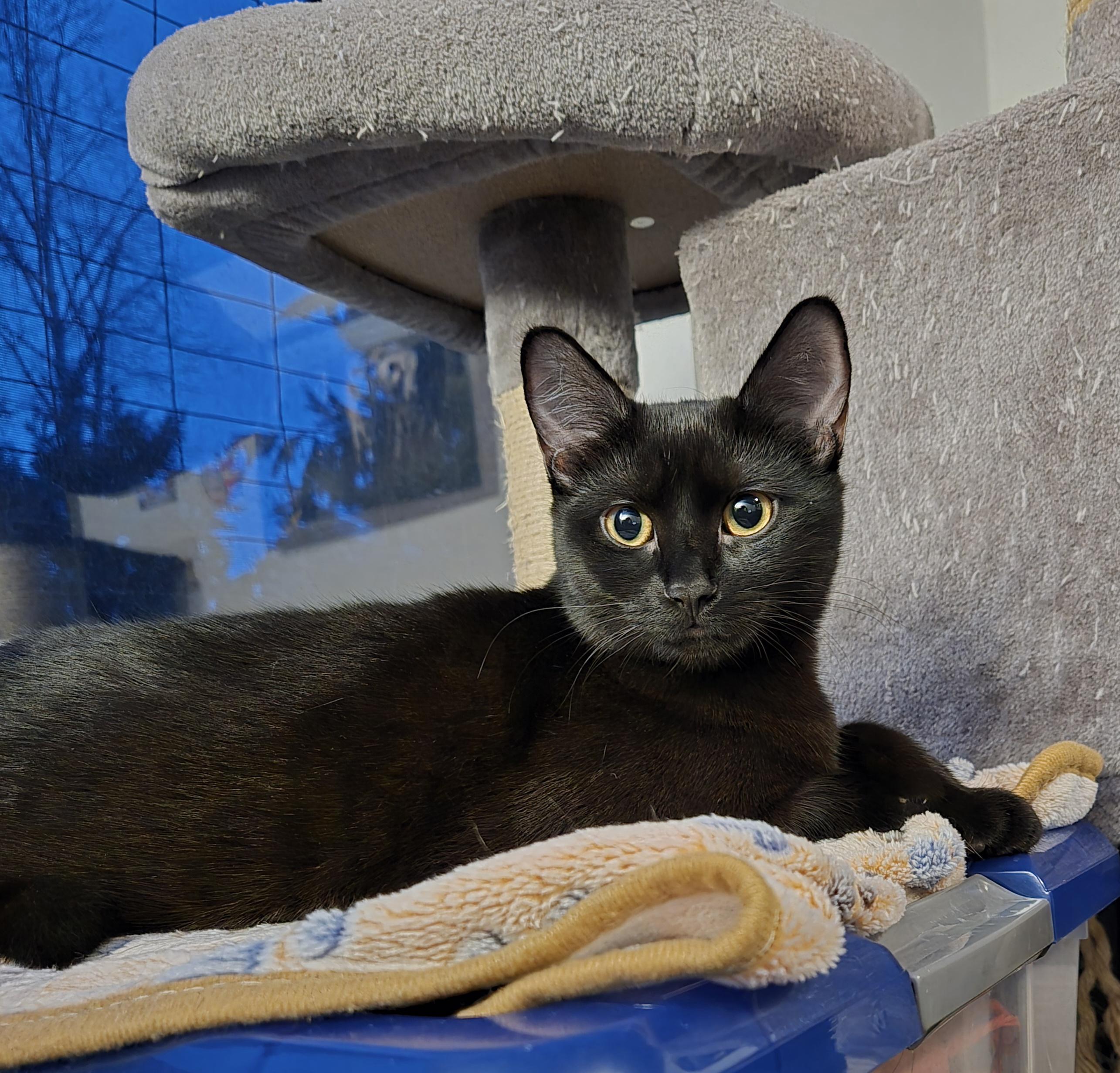 GODIVA (Sibling to DOVE and BABE RUTH), a Adoptable Domestic Short Hair in Puyallup, WA image 2/4