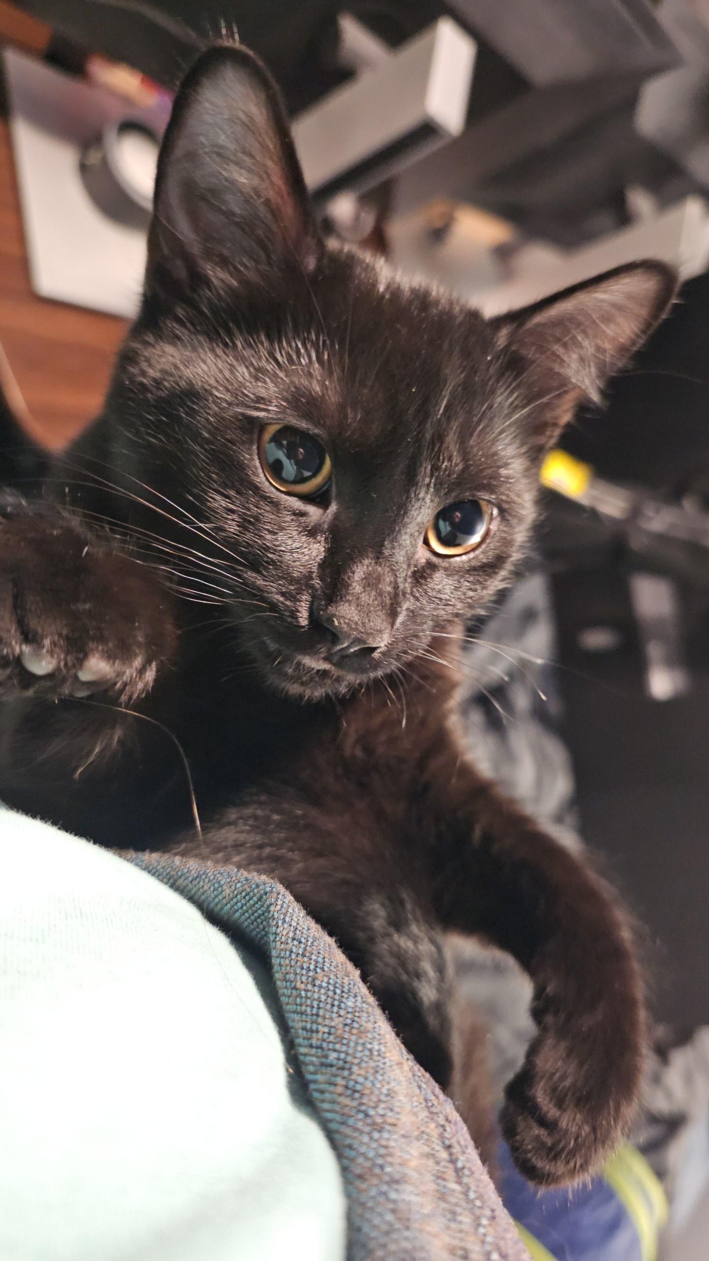 GODIVA (Sibling to DOVE and BABE RUTH), Adoptable, Kitten Female Domestic Short Hair.