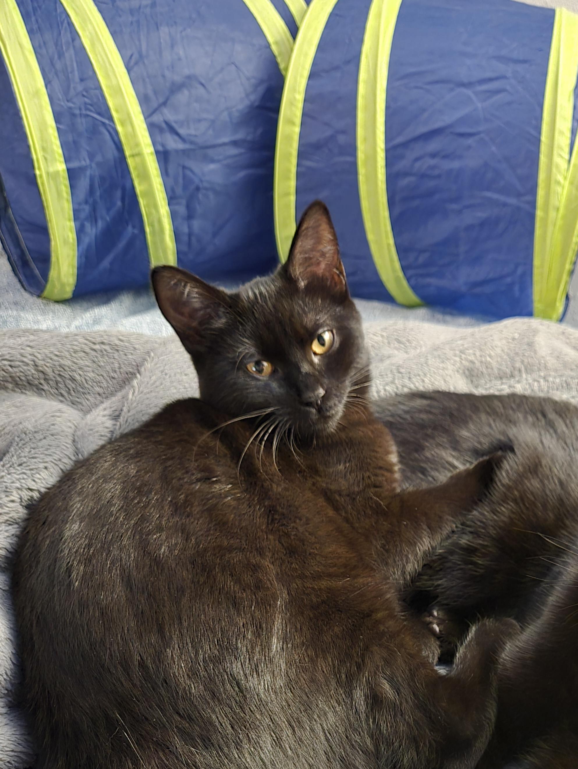 GODIVA (Sibling to DOVE and BABE RUTH), a Adoptable Domestic Short Hair in Puyallup, WA image 3/4