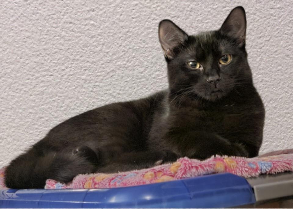 GODIVA (Sibling to DOVE and BABE RUTH), a Adoptable Domestic Short Hair in Puyallup, WA image 4/4