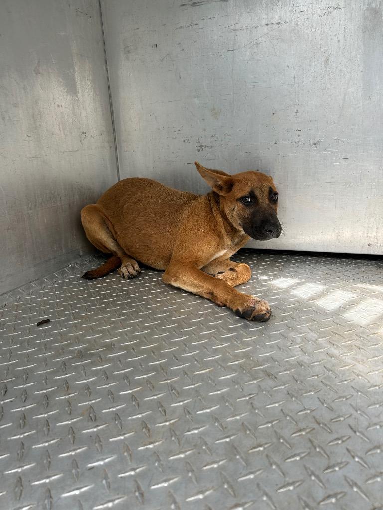 Maggie, Adoptable, Puppy Female Mixed Breed.