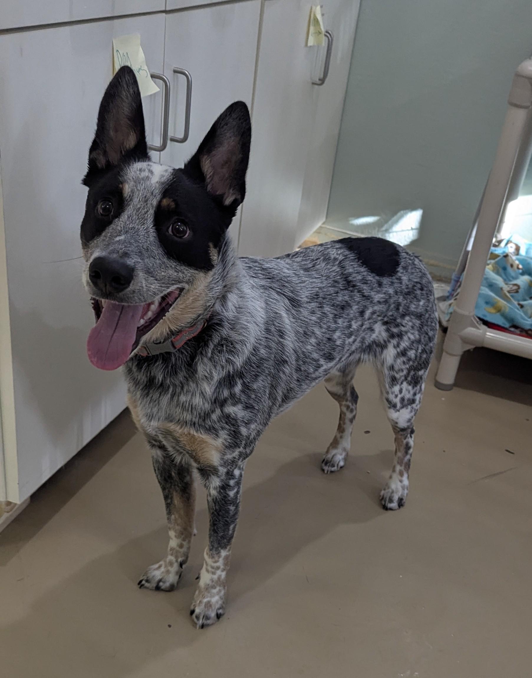 Enlarge OZZY, an adopted Australian Cattle Dog / Blue Heeler in La Crescent, MN image 6/6