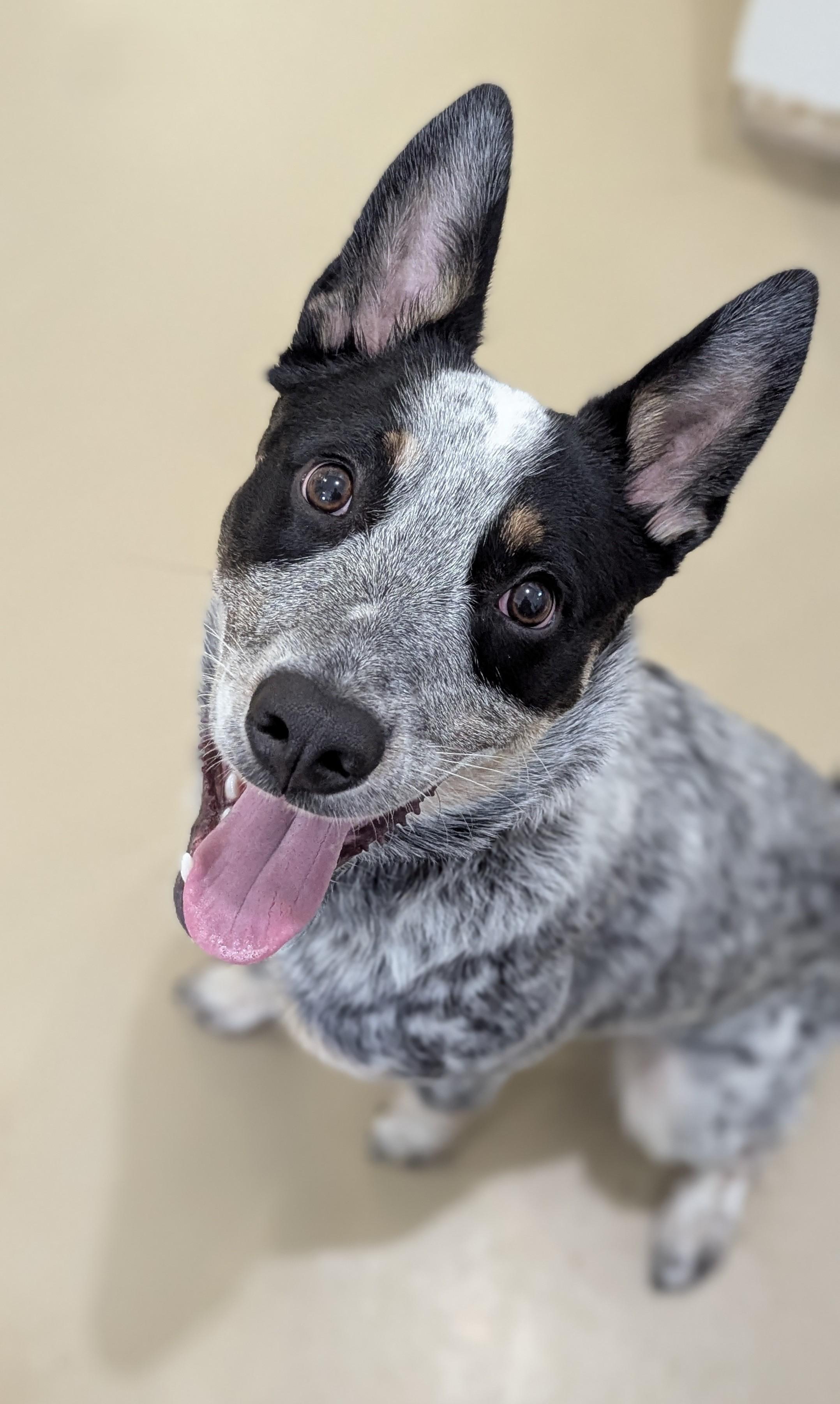 Enlarge OZZY, an adopted Australian Cattle Dog / Blue Heeler in La Crescent, MN image 1/6