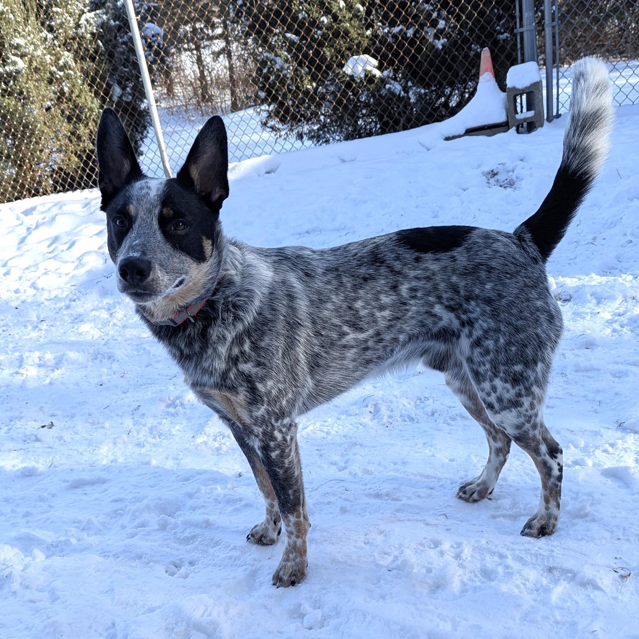 Enlarge OZZY, an adopted Australian Cattle Dog / Blue Heeler in La Crescent, MN image 5/6