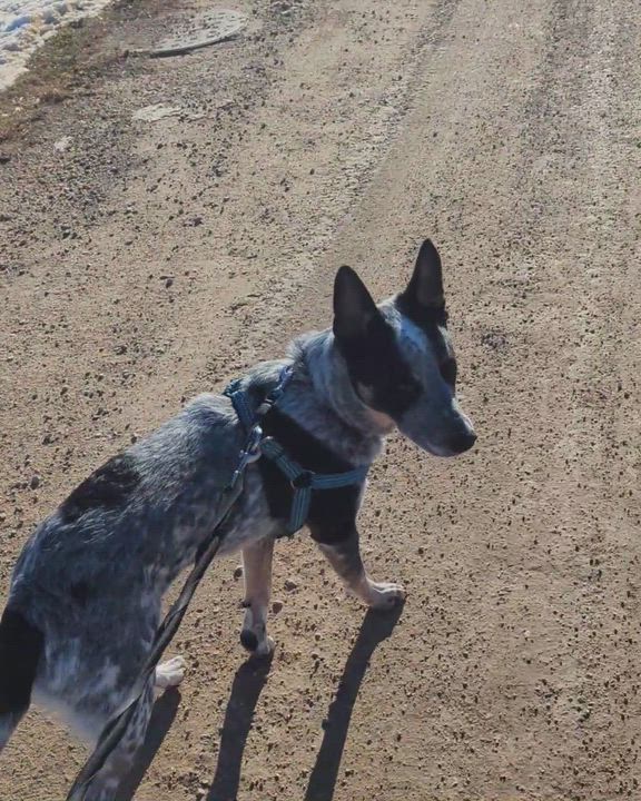 Enlarge OZZY, an adopted Australian Cattle Dog / Blue Heeler in La Crescent, MN video 4/6
