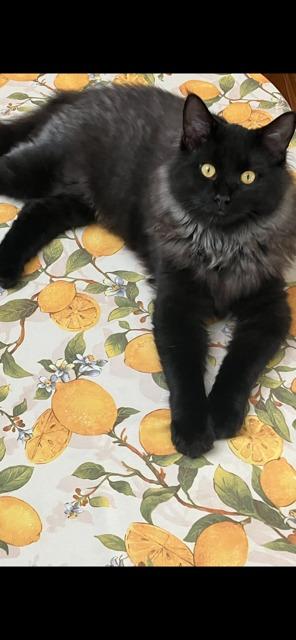 Ninja, Adoptable, Kitten Male Domestic Long Hair.