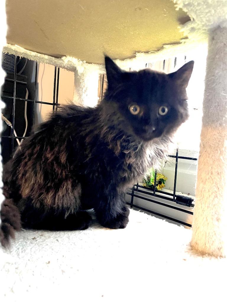 Enlarge Ninja, a Adoptable mixed breed in Newaygo, MI image 1/1