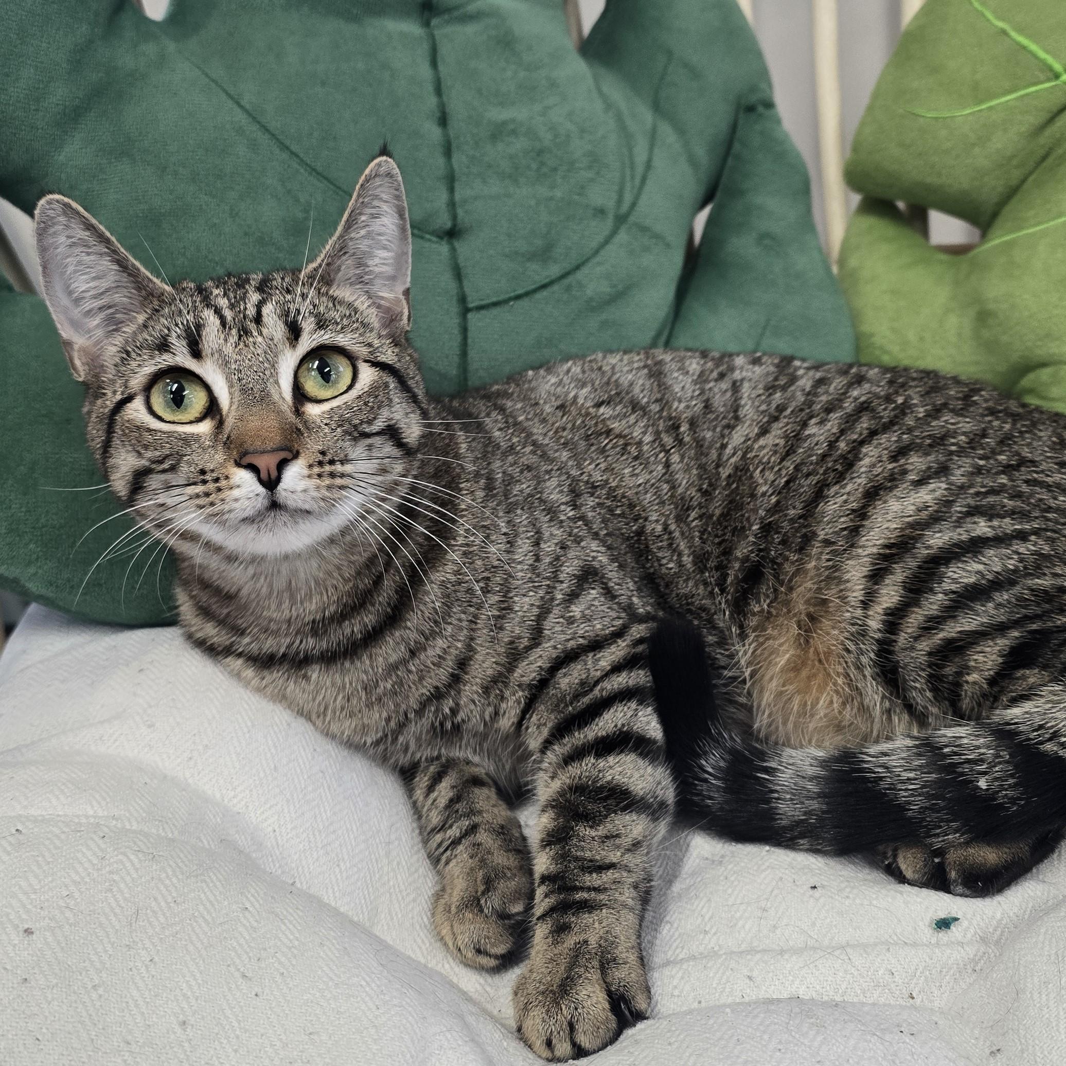 Enlarge Tilly, an adopted Domestic Short Hair in Nashville, TN image 2/6