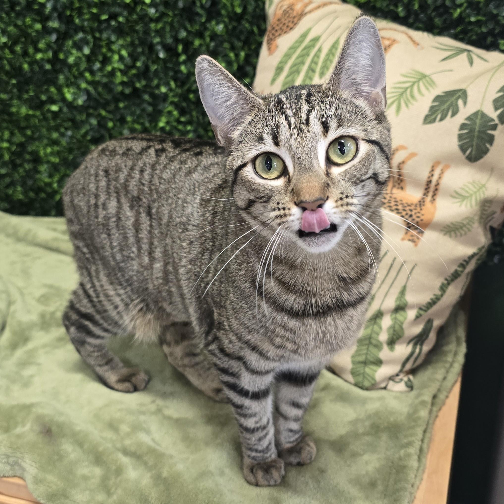 Enlarge Tilly, an adopted Domestic Short Hair in Nashville, TN image 6/6