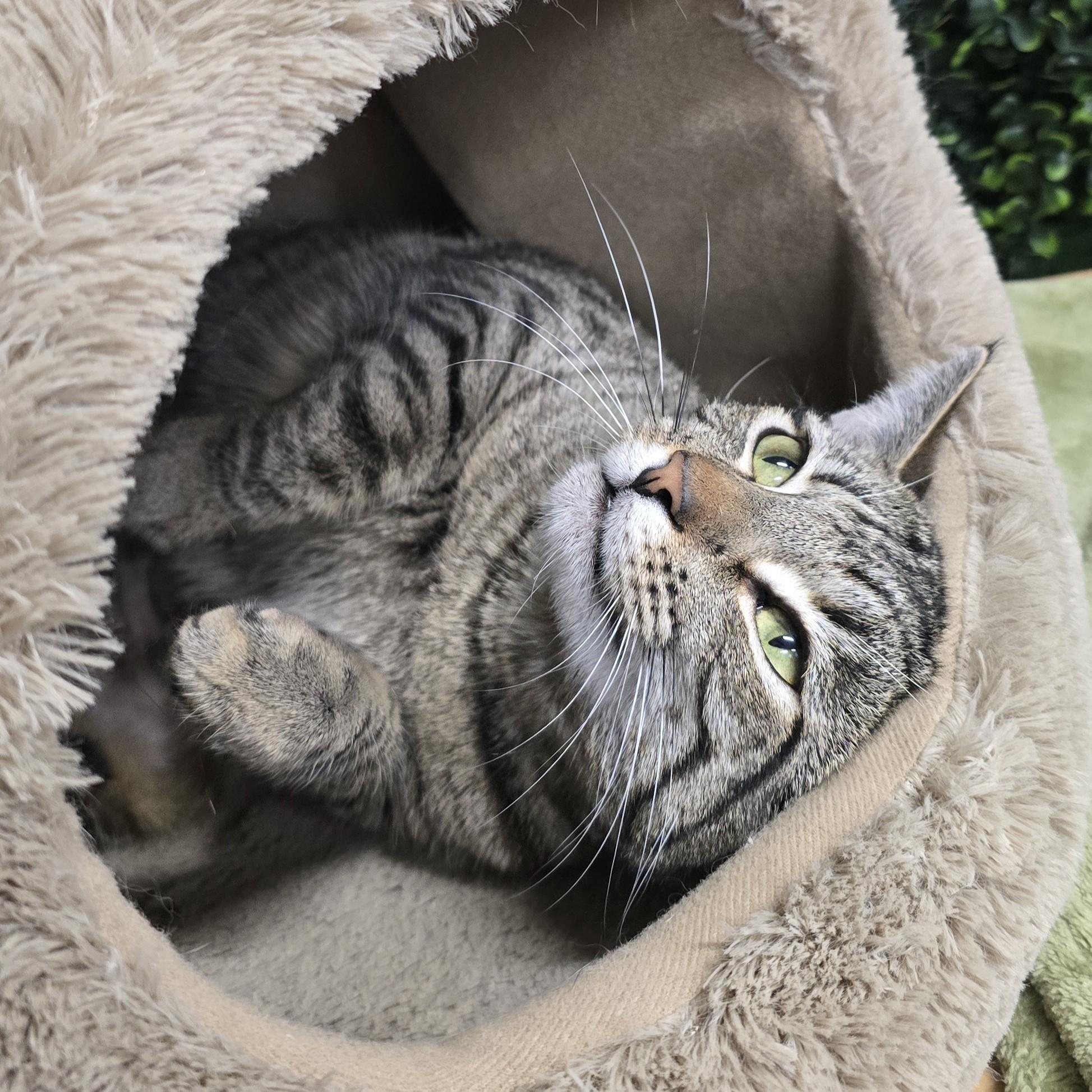 Enlarge Tilly, an adopted Domestic Short Hair in Nashville, TN image 3/6