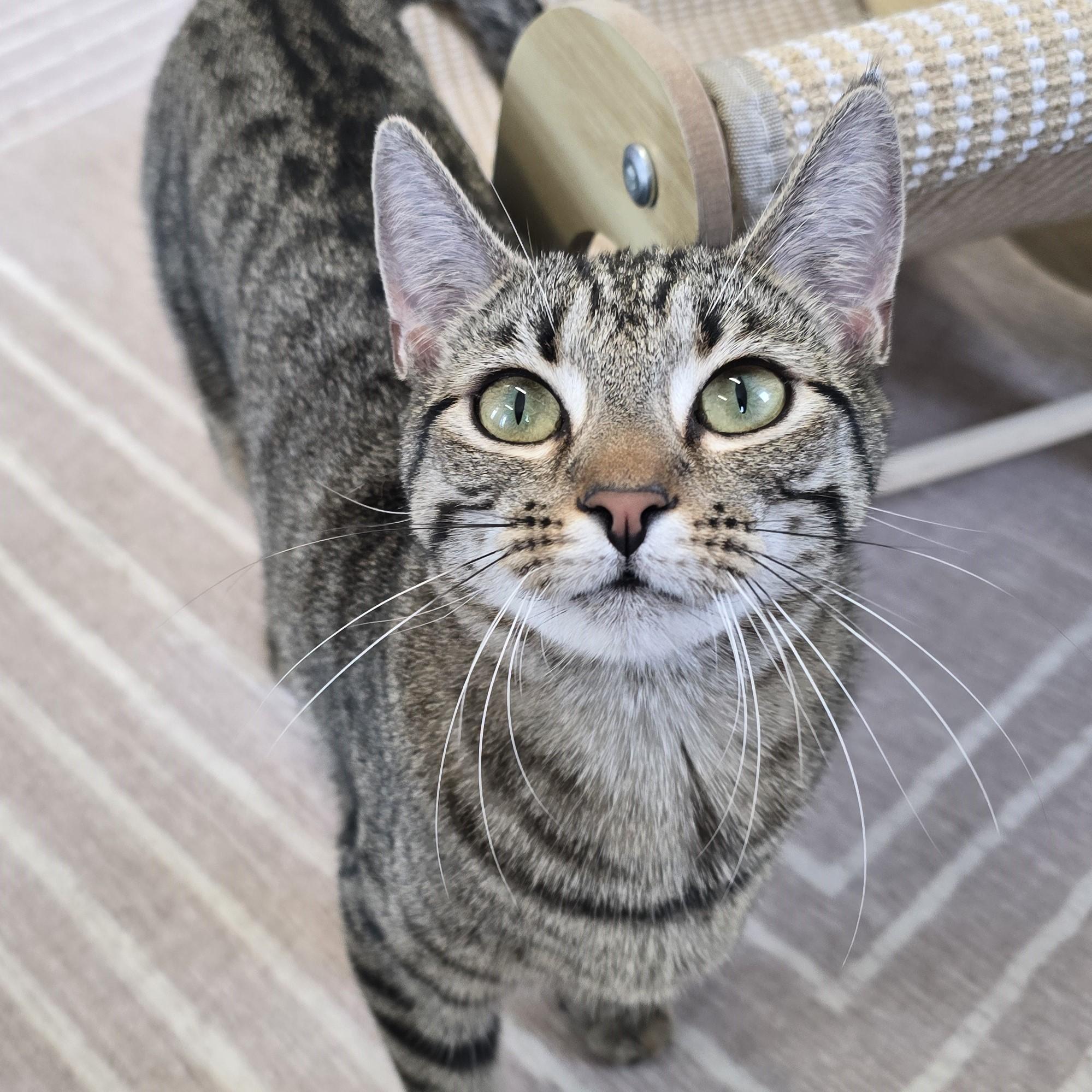 Enlarge Tilly, an adopted Domestic Short Hair in Nashville, TN image 1/6