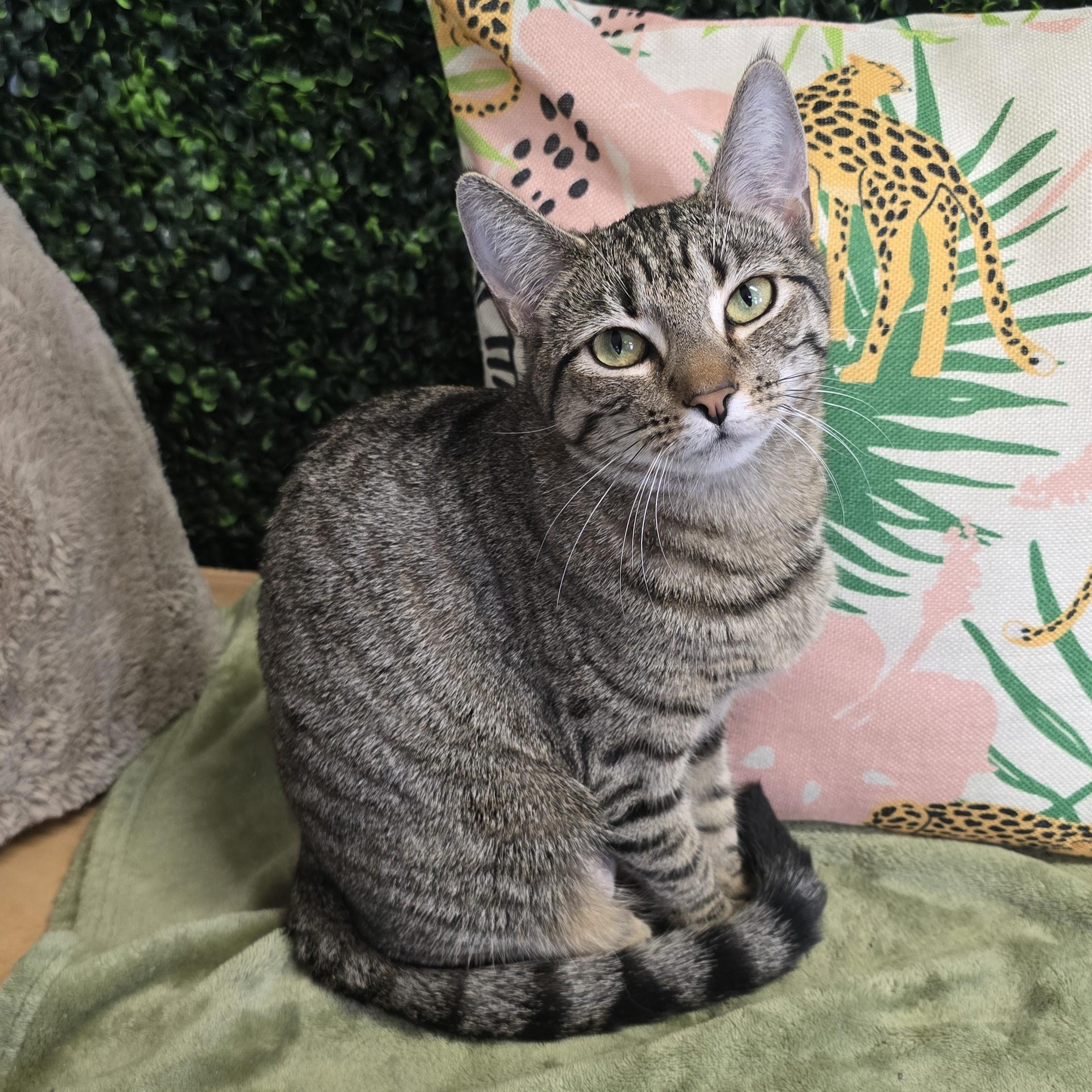 Enlarge Tilly, an adopted Domestic Short Hair in Nashville, TN image 4/6