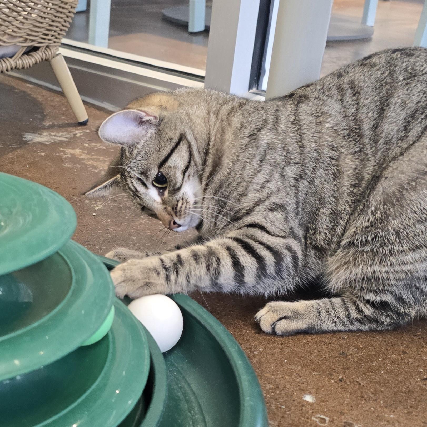 Enlarge Tilly, an adopted Domestic Short Hair in Nashville, TN image 5/6