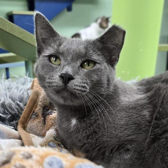 Enlarge Juicy, a Adoptable Domestic Short Hair in Boston, MA image 1/2