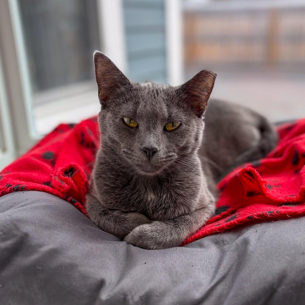 Enlarge Juicy, a Adoptable Domestic Short Hair in Boston, MA image 2/2