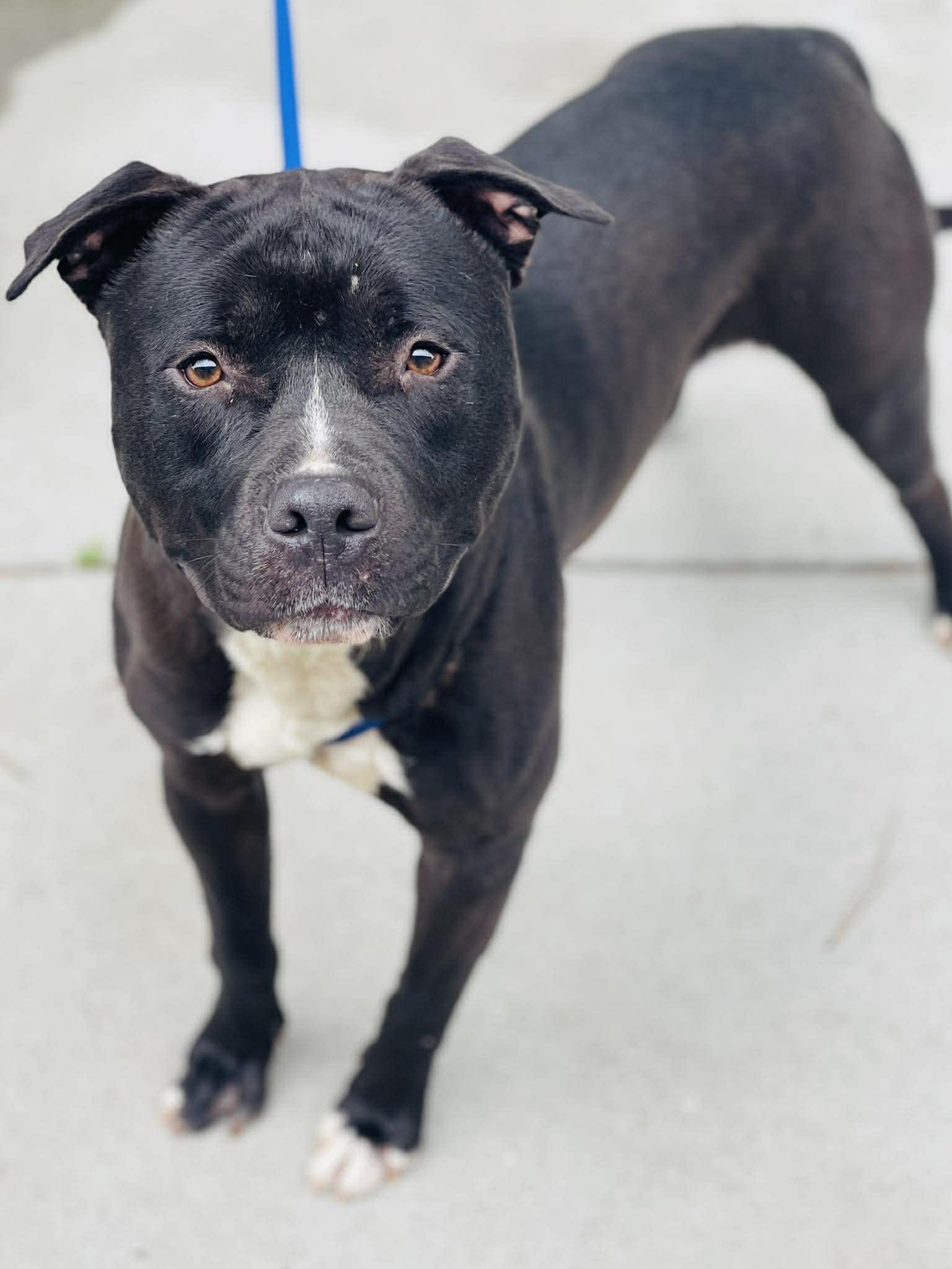 Enlarge AC-4471, a ADOPTABLE mixed breed in Conyers, GA image 1/1