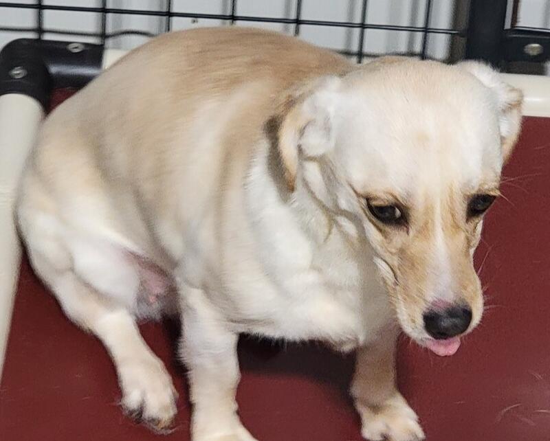 Emery, Adoptable, Young Female Dachshund.