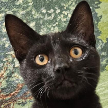 Enlarge Panther, a Adoptable mixed breed in Pleasanton, CA image 2/3