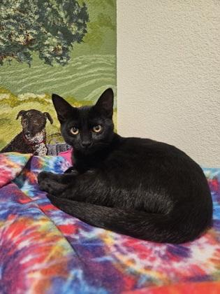 Enlarge Panther, a Adoptable mixed breed in Pleasanton, CA image 3/3