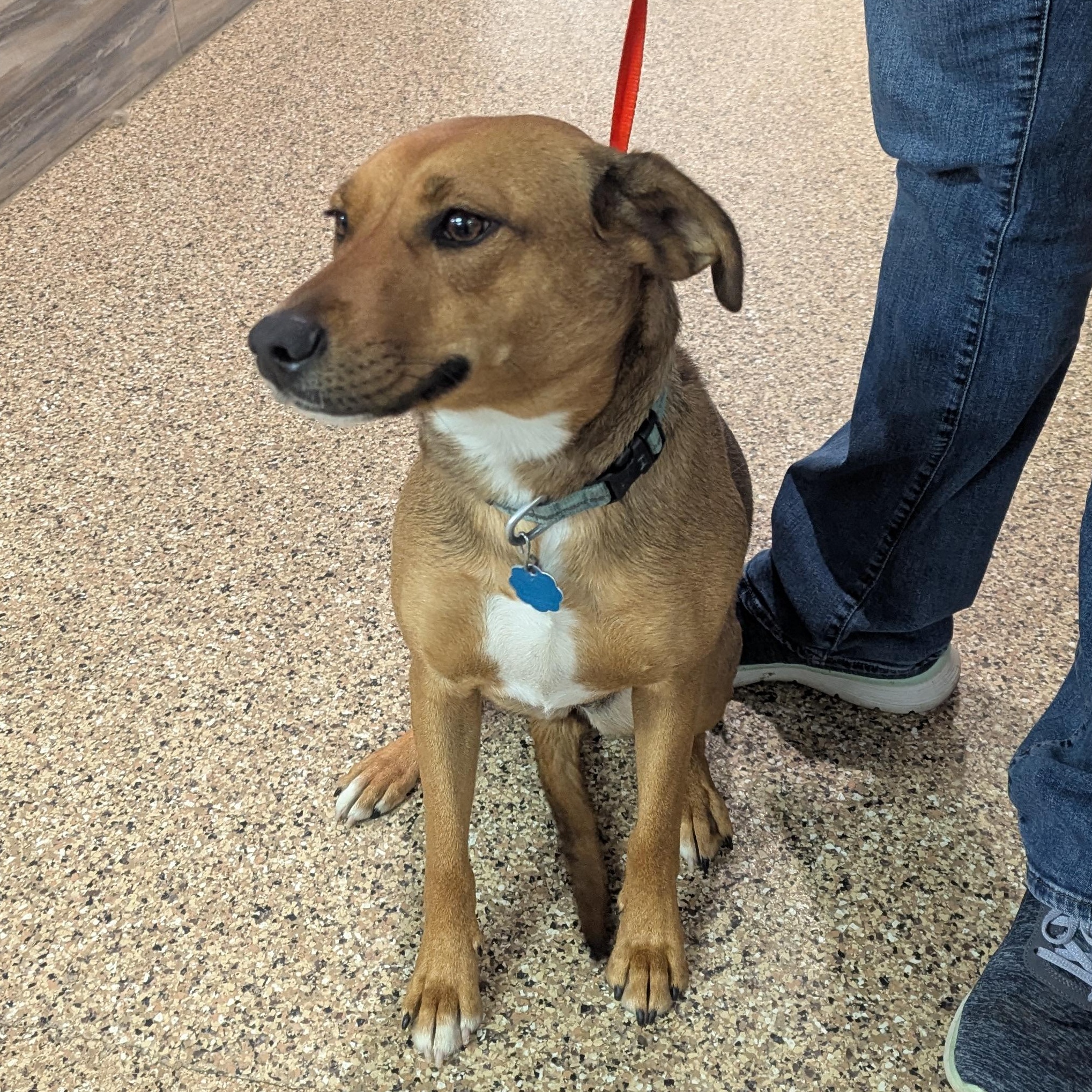 Mya, Adoptable, Adult Female Cattle Dog.