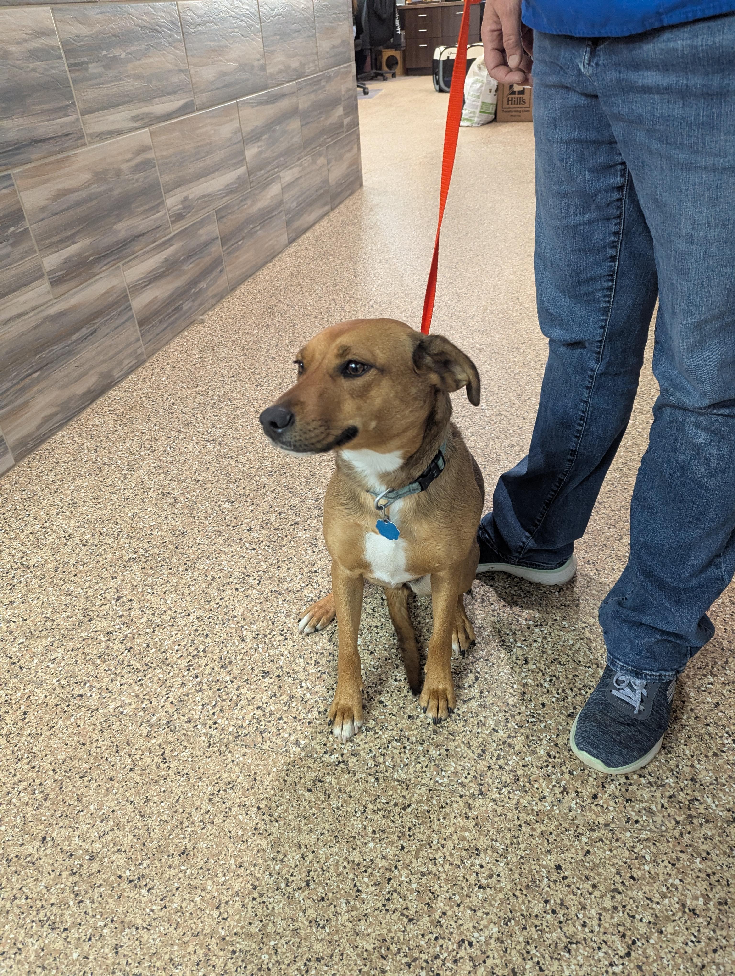 Mya, an adoptable Cattle Dog in Dickinson, ND, 58601 | Photo Image 1