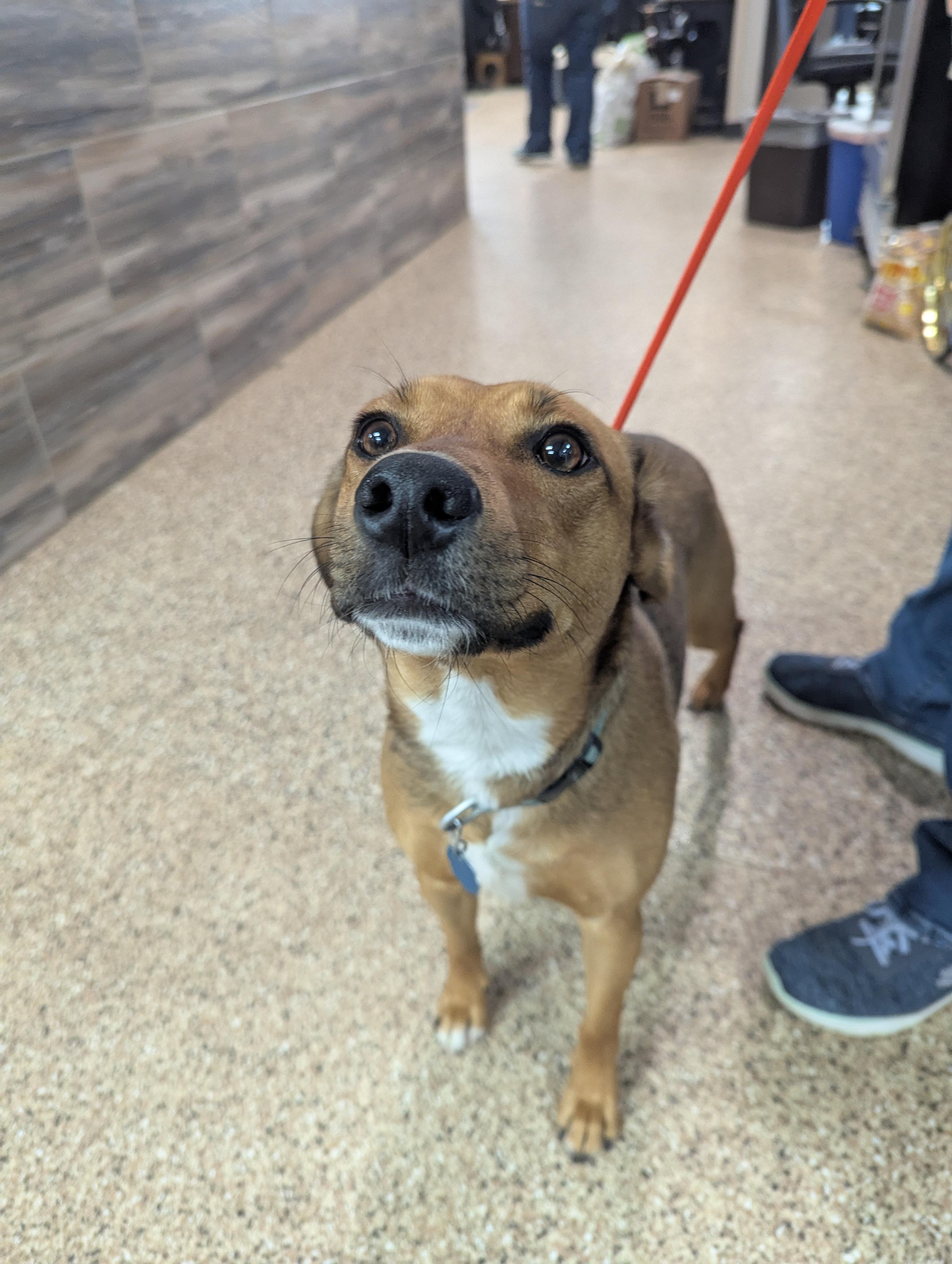 Mya, an adoptable Cattle Dog in Dickinson, ND, 58601 | Photo Image 2