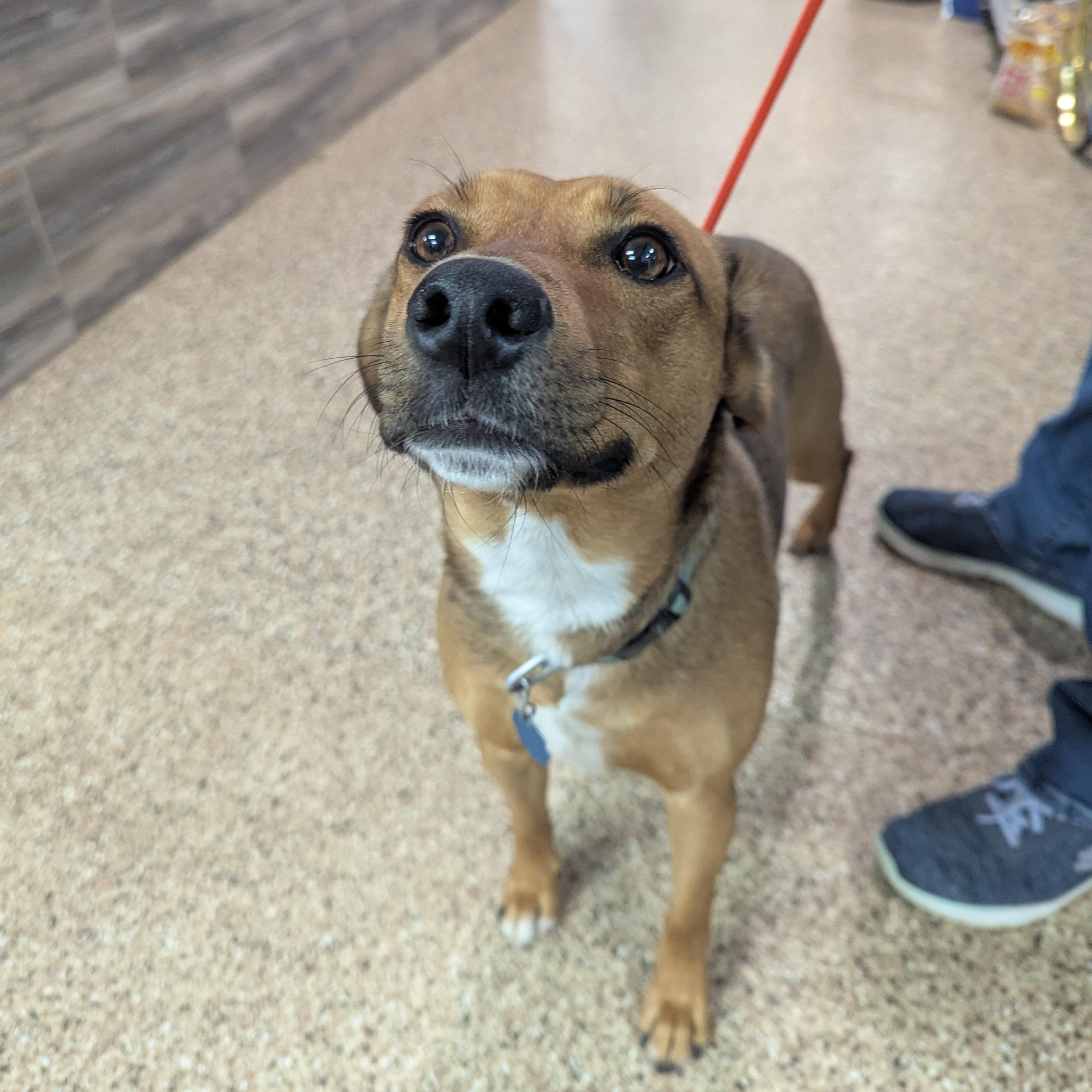 Mya, a Adoptable mixed breed in Dickinson, ND image 2/4