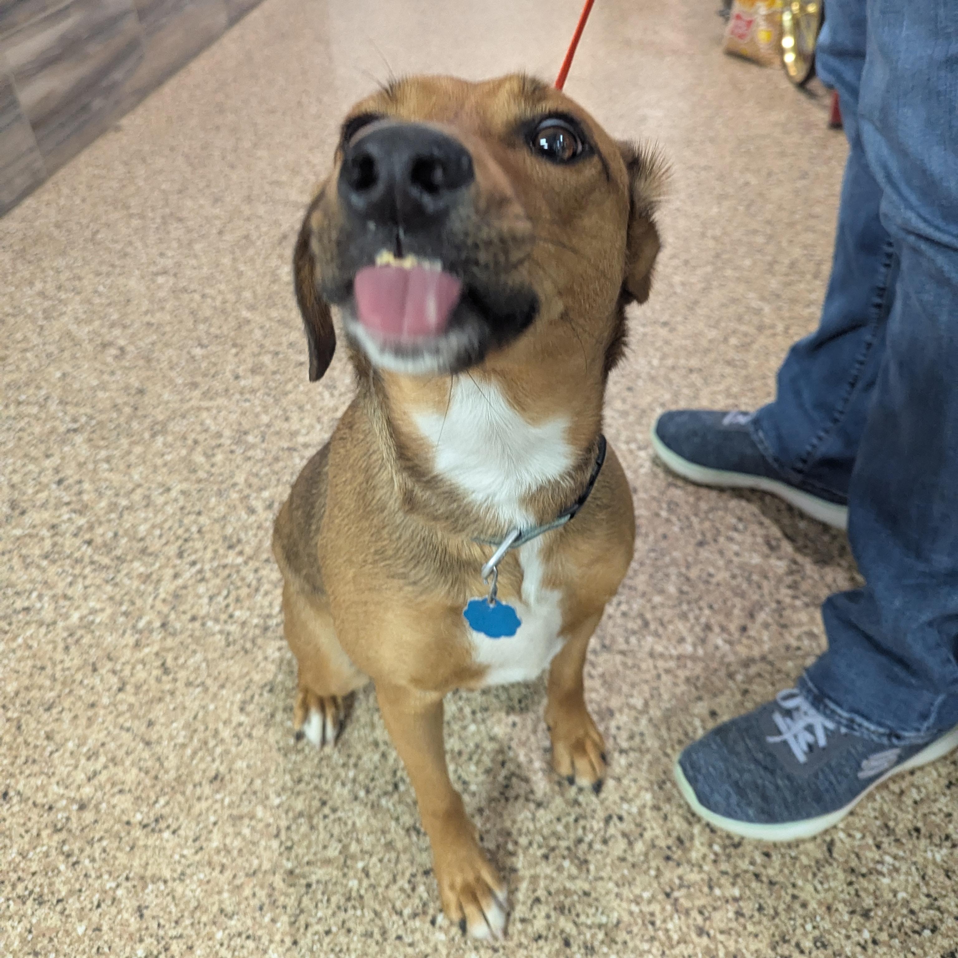 Mya, Adoptable, Adult Female Cattle Dog.