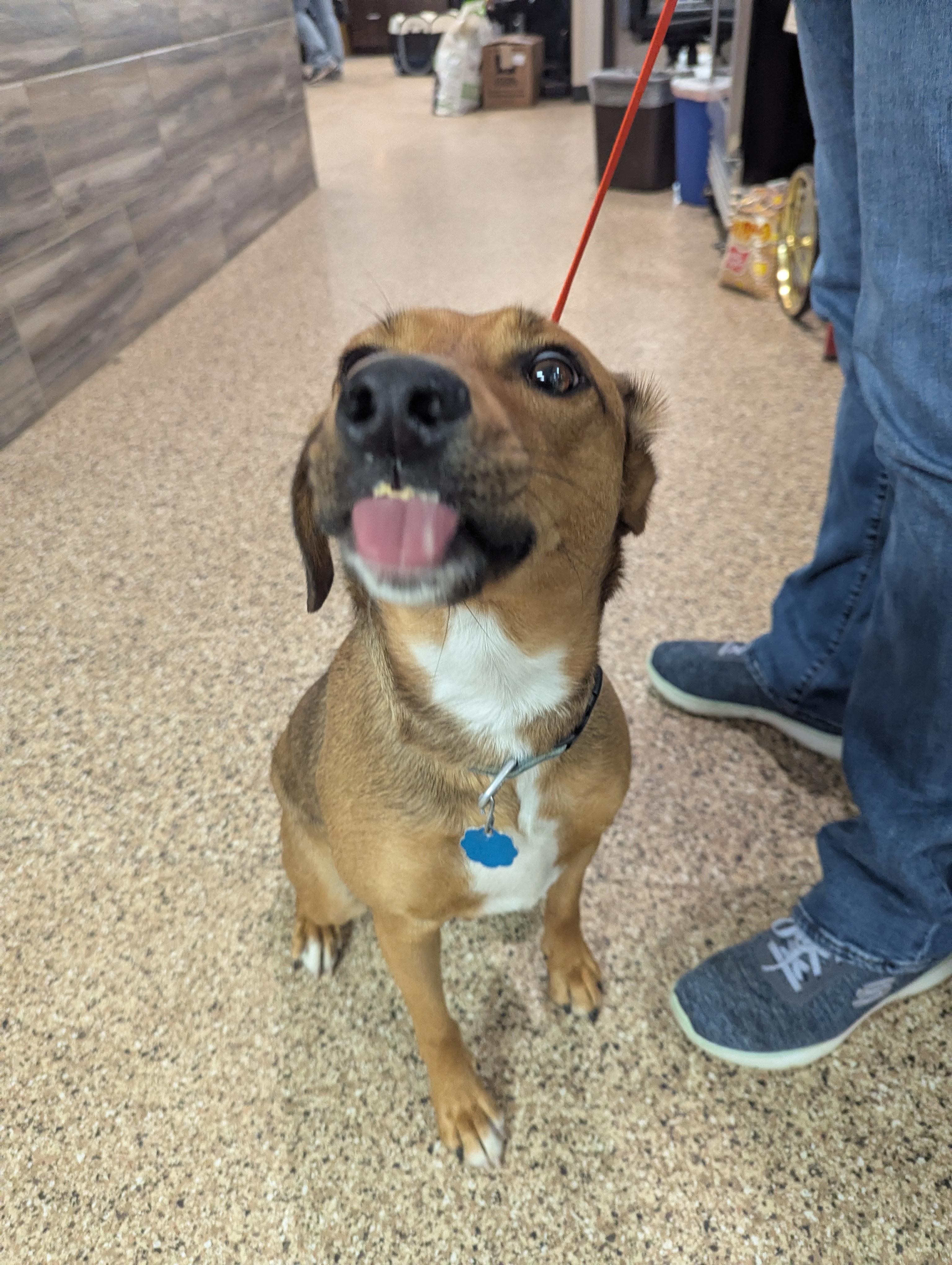 Mya, an adoptable Cattle Dog in Dickinson, ND, 58601 | Photo Image 4