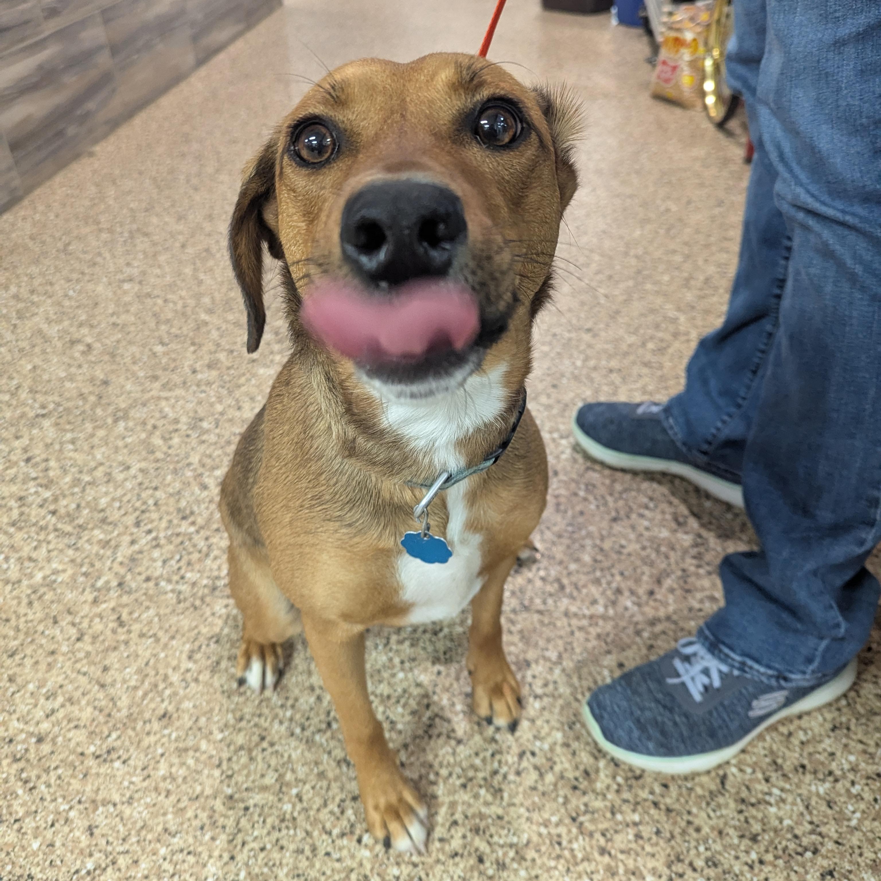 Mya, a Adoptable mixed breed in Dickinson, ND image 4/4