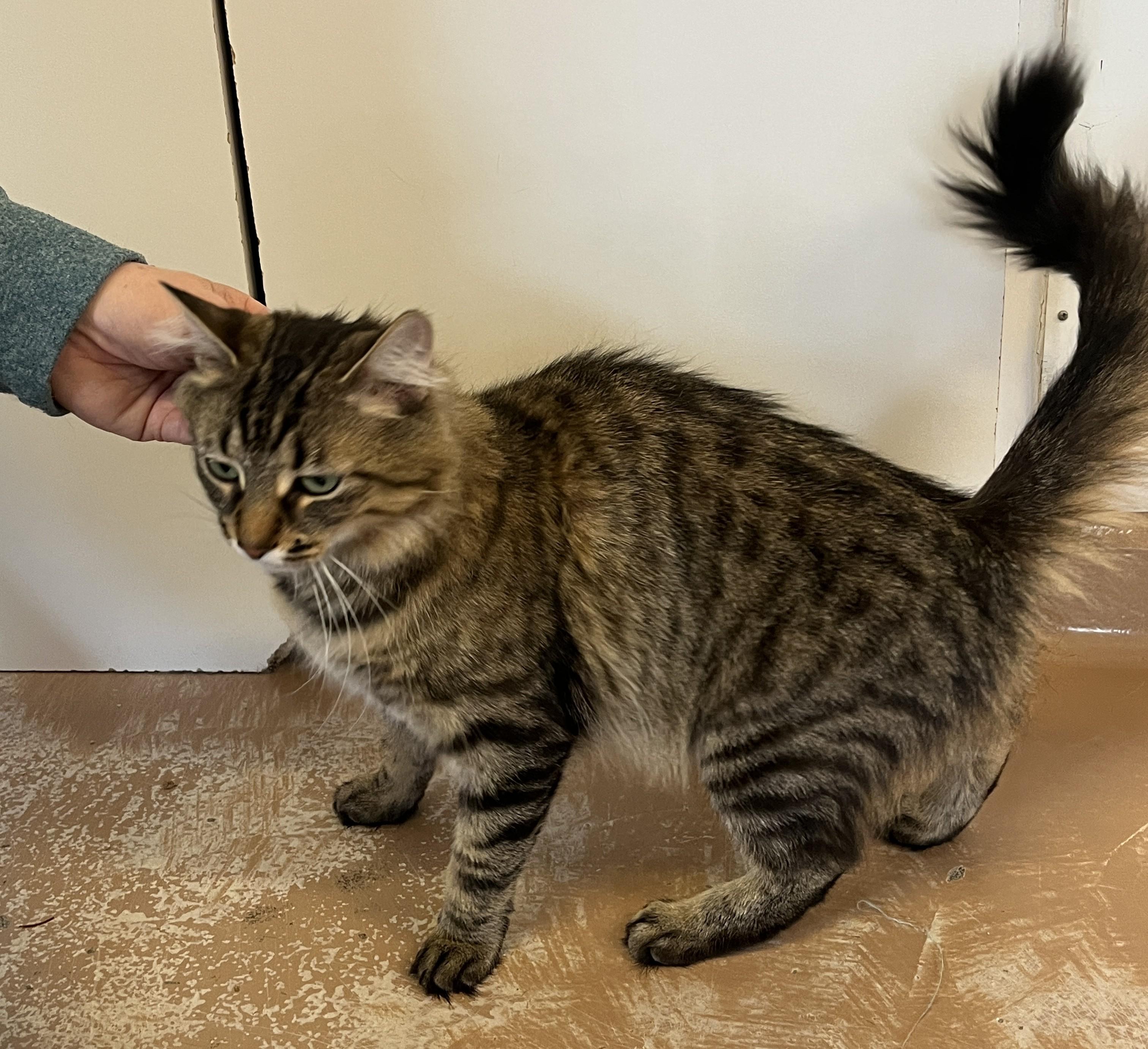 VIVA (CR/SC), an adopted Domestic Medium Hair in Sainte-Angele-de-Monnoir, QC image 6/6