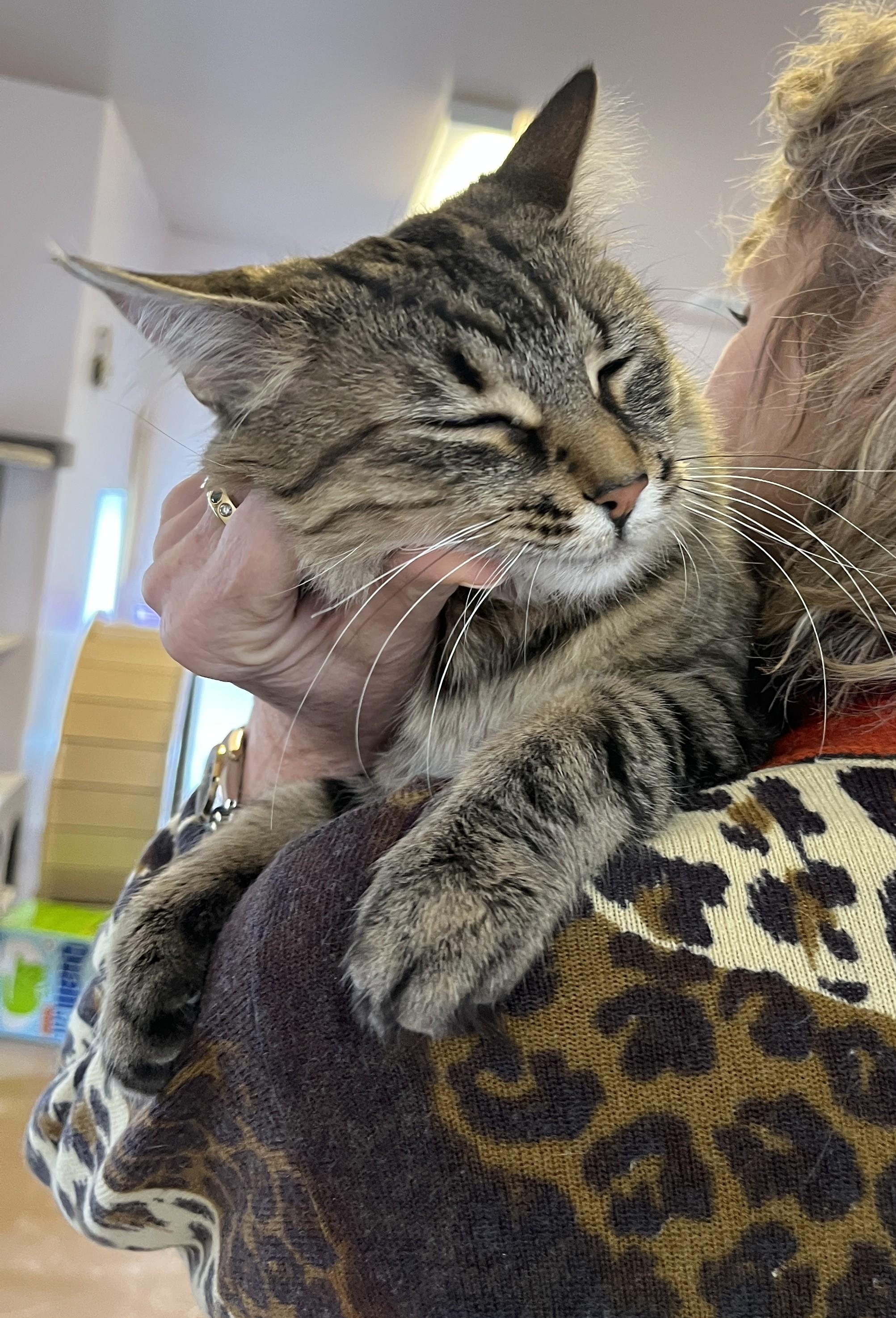 VIVA (CR/SC), adopted, Adult Female Domestic Medium Hair.